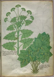 Botanische Illustration von Pflanzen, um 1440
