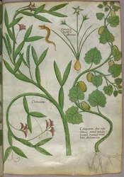 Botanische Illustration von Pflanzen, einschließlich einer Clematis, und einer Schlange, um 1440