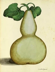 Kalebasse von Ulisse Aldrovandi