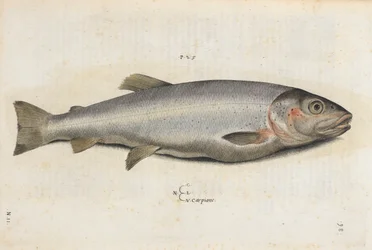 Carpione-Fisch, Illustration aus 