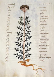 Cod. CCXXXVII Artemisia, Heilpflanze aus einem 