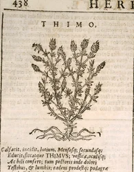 Gemeiner Thymian (Thymus vulgaris), Gravur von Castore Durante