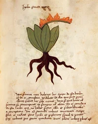 Balsamkraut (Tanacetum balsamita)