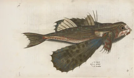 Fliegender Fisch, Illustration aus 