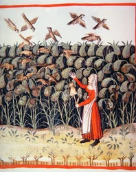 Hirse, Illustration aus Tacuinum Sanitatis Codex Vindobonensis