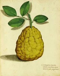 Erbstück-Zitrone von Ulisse Aldrovandi