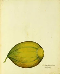Erbstück-Kürbis von Ulisse Aldrovandi