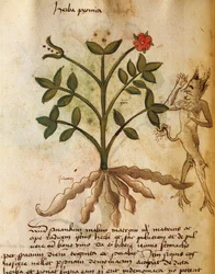 Herba Peonica