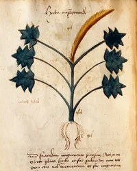 Herba Spigonardi von Orgione Rizzardo