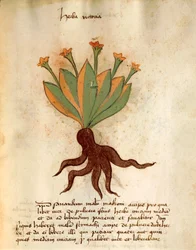 Herba Victoria