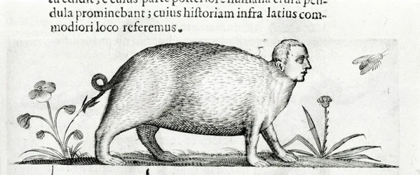 Die Manticore - in „De monstrorum natura causis libri duo“ von Fortunio Liceti.