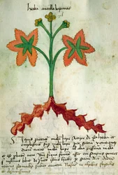 Ms 320 M Fol.13r Herba Antollas Lupanas, aus 