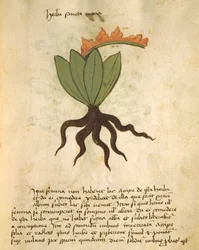 Herba Santa Maria, aus Liber Herbarius una cum rationibus conficiendi medicamenta von Orgione Rizzardo