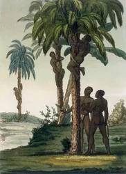 Einheimische klettern mit Schlingengurten um ihre Hüften auf Palmen, 1820er-30er Jahre