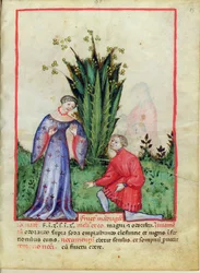Frucht der Alraune, aus Tacuinum Sanitatis, ca. 1390-1400
