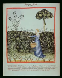Nova 2644 f.41v Fenchel ernten, Tacuinum Sanitatis Codex Vindobonensis