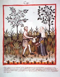 Nova 2644 fol.25v Zwiebeln ernten, aus Tacuinum Sanitatis Codex Vindobonensis