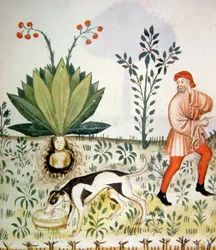 Nova 2644 fol.40r Alraune, aus Tacuinum Sanitatis