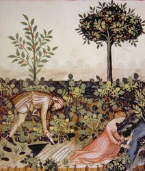 Nova 2644 fol.52r Meerrettich ernten, aus Tacuinum Sanitatis Codex Vindobonensis