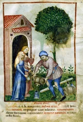 Olivenöl, Miniatur aus Tacuinum Sanitatis
