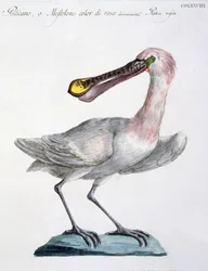 Pelikan
