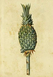 Ananas von Ulisse Aldrovandi