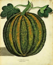 Kürbis von Ulisse Aldrovandi (1522 – 1605) Platte veröffentlicht in Piante Fiori Frutti