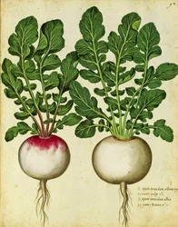 Rübe von Ulisse Aldrovandi
