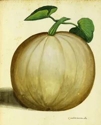 Weißer Kürbis von Ulisse Aldrovandi