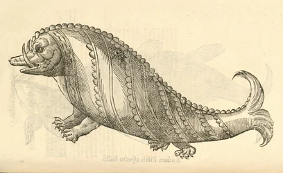 Illustration von Aper Marinus Cetaceus aus Aldrovandis Geschichte der Monster, 1642