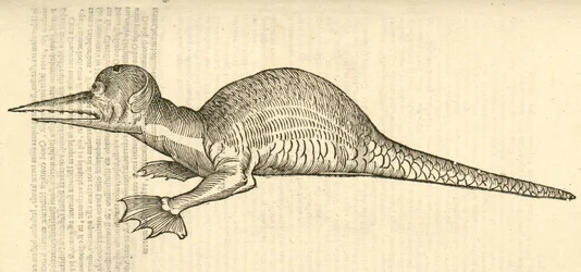 Illustration von Draco marinus monophthalmos bipes aus Aldrovandis Geschichte der Monster, 1642