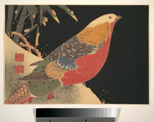 Goldfasan im Schnee, um 1900