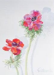 Anemone, 1998