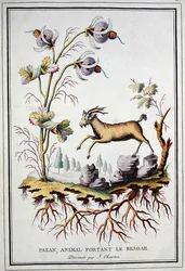 Ein Pazan, ein wildes Bergziege, das einen Bezoar im Magen trägt