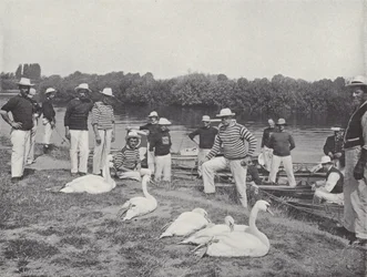Schwanenfang auf der Themse, Untersuchung der alten Vögel