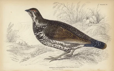 Das kanadische Moorhuhn
