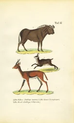 Afrikanische Tierwelt