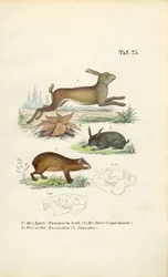 Aguti, Hase und Kaninchen