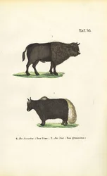 Auerochse und Yak