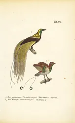 Paradiesvögel aus Neuguinea