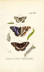 Schmetterlinge mit Raupen und Metamorphosestadien