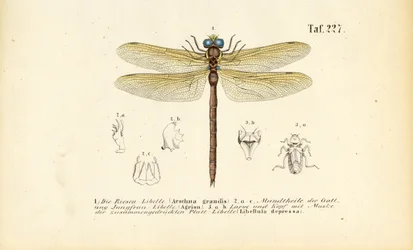 Libellen mit ihren Mundwerkzeugen und Larven