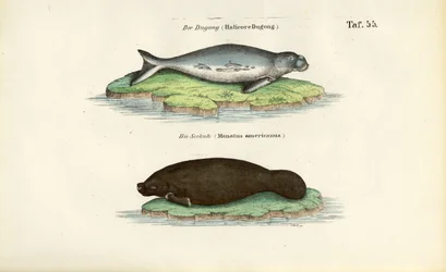Dugong und Seekuh