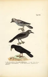 Eichelhäher, Tannenhäher und Alpendohle