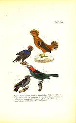 Exotische Singvögel aus Südamerika