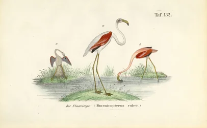 Flamingos im Feuchtgebiet