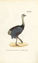 Großer Nandu