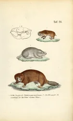 Nacktmulle und Biber