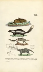 Otter, Stinktier, Ichneumon und Zibetkatze mit Schädelillustrationen