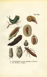 Pussmotte-Raupe und Insektenpuppen